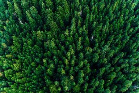 Spruce forest of the Ukrainian Carpathians, top view of picturesque centuries-old trees. 2019の写真素材