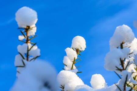 Closeup of Christmas tree in December covered with snow on blue sky background 2020