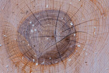 Round non-colored wood, classic wood texture. 2019