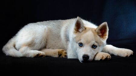 Little gray husky on black background close up. 2019の写真素材