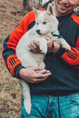 Husky puppy, gray little doggy on the hands of a man. 2019の写真素材