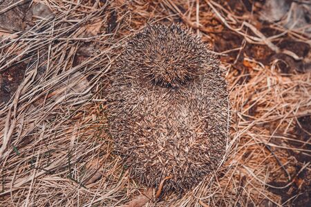 Hedgehog curled up in a ball of dry grass, a great young mammal. 2019の写真素材