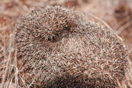 Hedgehog curled up in a ball of dry grass, a great young mammal. 2019の写真素材