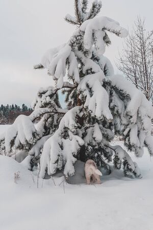 Snow-covered tree branches in the Carpathian forest.2020