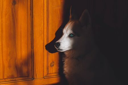 Siberian beautiful husky puppy, portrait at home.2020の写真素材