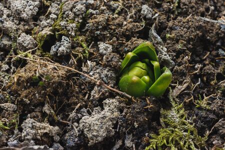 closeup of small leaves of spring crocuses, barely visible buds.2020