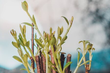 Young twigs with buds and green leaves in vase on window background close up.2020の写真素材