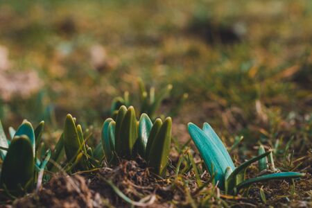 The first spring leaflets of the first snowdrop flowers.2020の写真素材