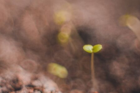 Ecology concept, growing sprout on dry soil.2020の写真素材