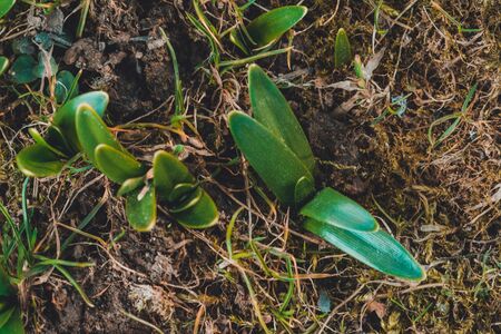 the first delicate little spring leaves that barely look from the ground.2020