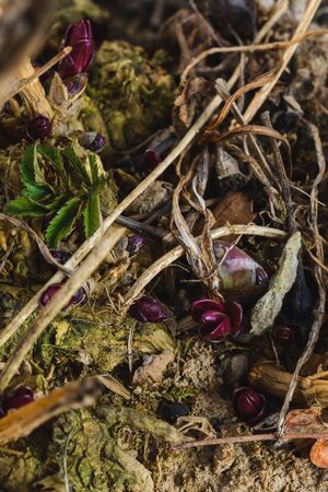 Closeup of small green crocus leaves in bright sunlight on a background of brown soil, flowerbed in spring.2020の写真素材