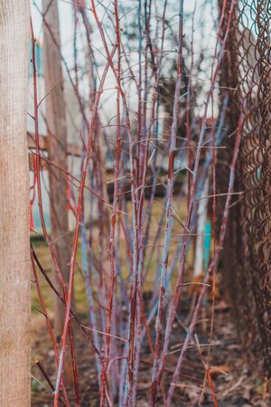 Cumberland raspberry branches in spring, black sweet raspberry.2020の写真素材
