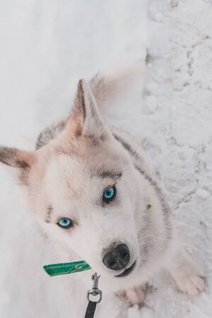 Siberian Husky puppy head on snow background.2020の写真素材