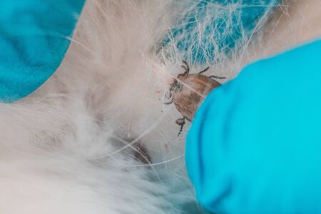 Closeup of encephalitis tick on Husky breed dog in veterinary clinic 2021