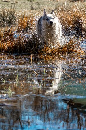 The gray dog of the Siberian Husky breed runs very fast in the water. The predatory wolf hunts in the wild for its prey 2021の写真素材