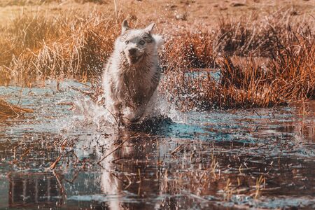 The gray dog of the Siberian Husky breed runs very fast in the water. The predatory wolf hunts in...