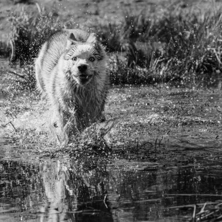 The gray dog of the Siberian Husky breed runs very fast in the water. The predatory wolf hunts in...