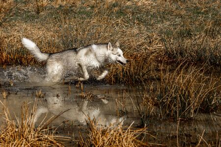 The white young wolf catches up to its prey by running a marshy body of water. Side view of a white...