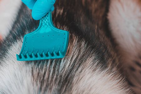Closeup of a groomer combing a Siberian Husky dog with a comb. Dog care in a veterinary clinic 2021.