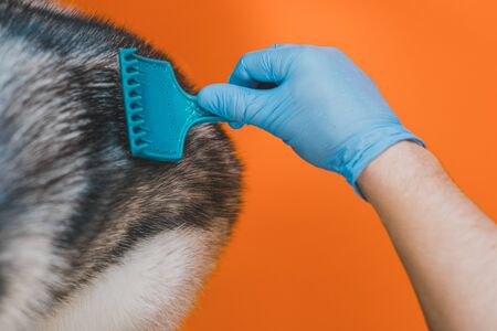 Closeup of a groomer combing a Siberian Husky dog with a comb. Dog care in a veterinary clinic 2021.の写真素材