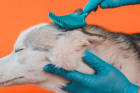 Brushing fur comb in dog breed Siberian Husky isolated on orange background. Caring for a gray domestic wolf with blue eyes 2021.の写真素材