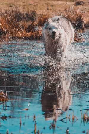 The gray dog of the Siberian Husky breed runs very fast in the water. The predatory wolf hunts in...