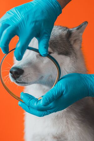 Wearing an antiparasitic collar on a husky dog by a veterinarian in sterile gloves. Pet care. Prevention of encephalitis in veterinary hospitals 2021.の写真素材