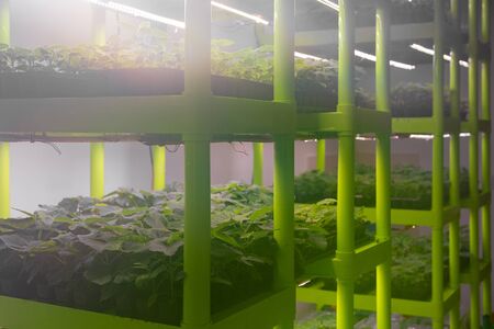 Artificial lighting stands with small paulownia seedlings. Sterile laboratory for growing ornamental...