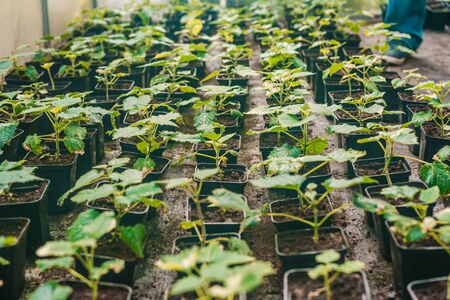 Young green paulownia tree. Breeding of flowering trees by a gardener on an industrial scale 2021. Many flowerpots in the farmer's greenhouse.の写真素材