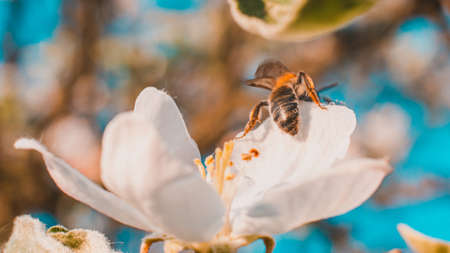 The bee pollinates flowers, the photo shows the process of pollination of fruit trees. 2020の写真素材