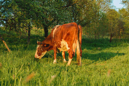 A large red cow tied to a leash grazes in Ukrainian fields. Breeding cows in the countryside.の写真素材