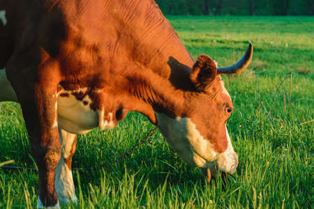 A large dairy red cow grazes in a meadow tied to a string. Breeding cows in the countryside.の写真素材