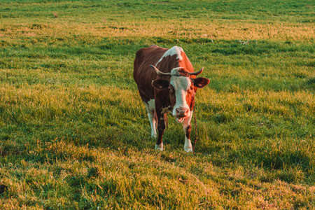 An old big and horned cow looks into the camera lens. Breeding cows in the countryside. Cow strapped to a leash grazes in a meadow, a Ukrainian village.の写真素材