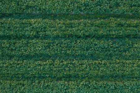 Private agricultural land on which potatoes are grown, the plant is removed from the top, vegetables...