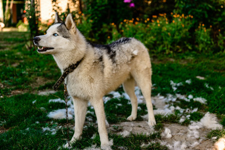 Husky sheds hair, combed and happy dog resting on the street. 2020の写真素材