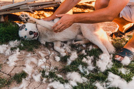 Shedding a dog, the owner of the dog helps him, takes away and combs the hair, everywhere a lot of...