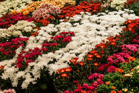 Chrysanthemums of different colors and varieties, flowers grown in pots for sale. 2020の写真素材
