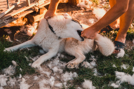 Shedding a dog, the owner of the dog helps him, takes away and combs the hair, everywhere a lot of hair from the dog. 2021の写真素材
