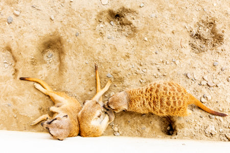 Little sandy, brown and cute, mammal dwellers growl. 2019の写真素材