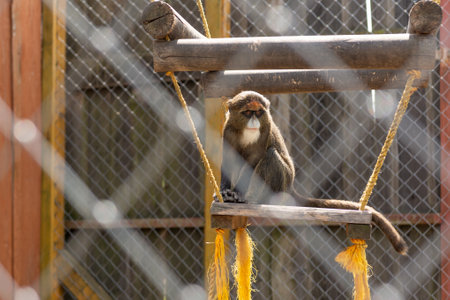 Good, cute and fluffy monkey primates.