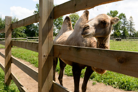 Closeup of a muzzle of a brown two-headed camel. 2019の写真素材