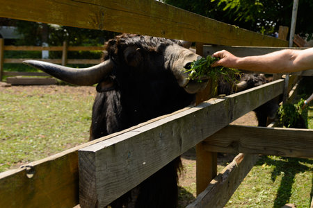 Children are fed green fresh grass by Scottish cows. 2019の写真素材