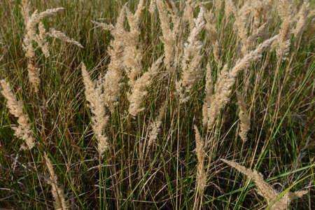 Tall flowering flower in summer, wild plant in the fields.new