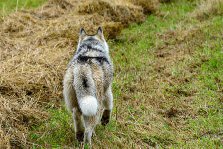 Siberian Husky walks on a freshly mowed field. 2021