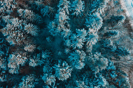 Tops of snow-covered pines on a frosty morning in the Carpathians. Snowy evergreen wild forest, forest view from a height.の写真素材