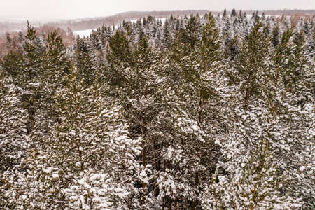 Winter evergreen forest, nature view from aerial view, snow-covered trees. new