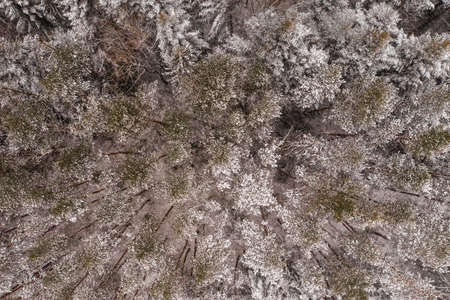 Winter evergreen forest, nature view from aerial view, snow-covered trees. newの写真素材