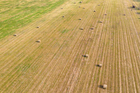 Round bales of hay in the field, forage harvesting for the winter, agricultural fields and their...