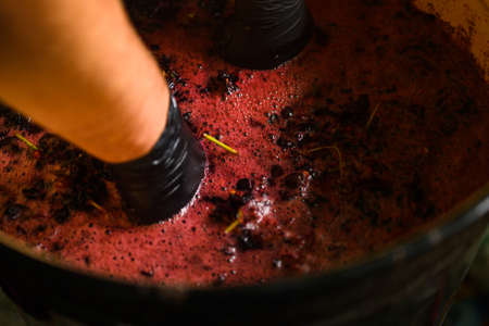 Winemaking at home, squeezing grape juice by hand, the natural fermentation process. new