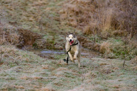 Husky walk and jog in the autumn forest, free and happy pet. new